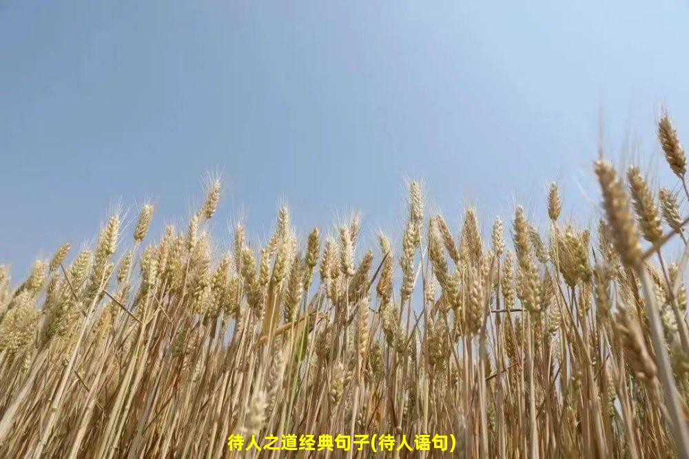 待人之道经典句子(待人语句)
