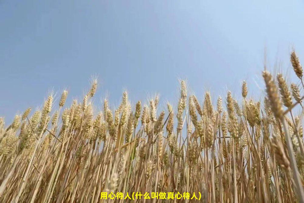 用心待人(什么叫做真心待人)